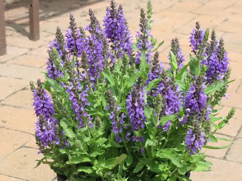 Salvia