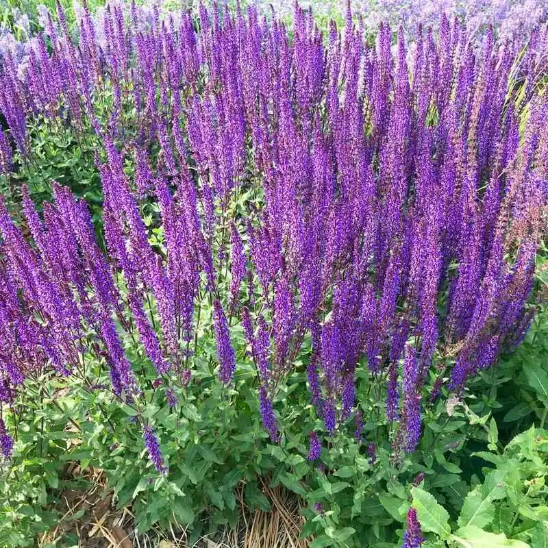 Salvia