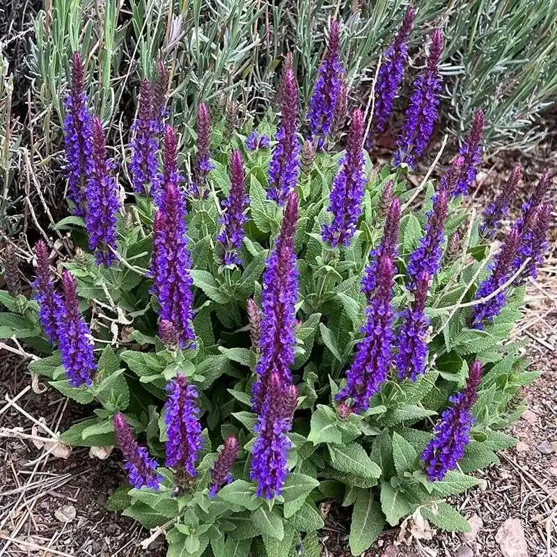 Salvia