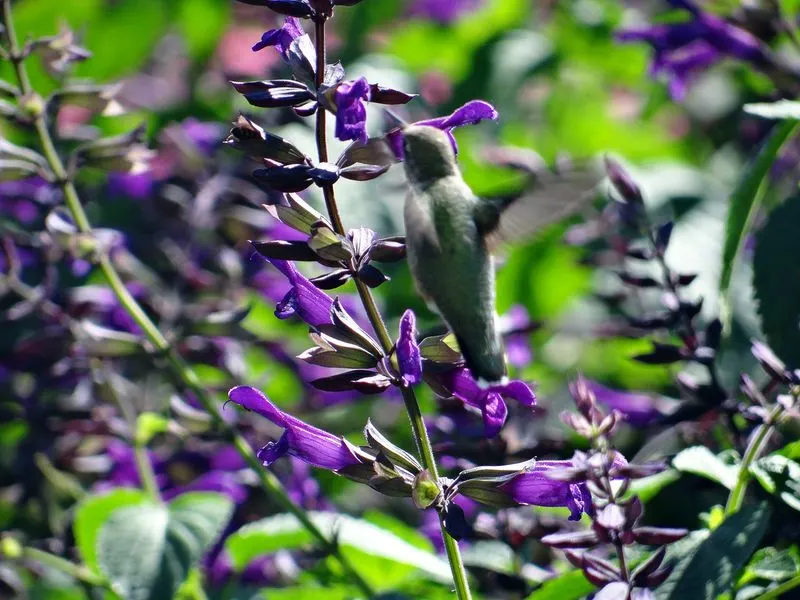 Salvia