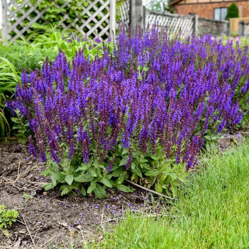 Salvia