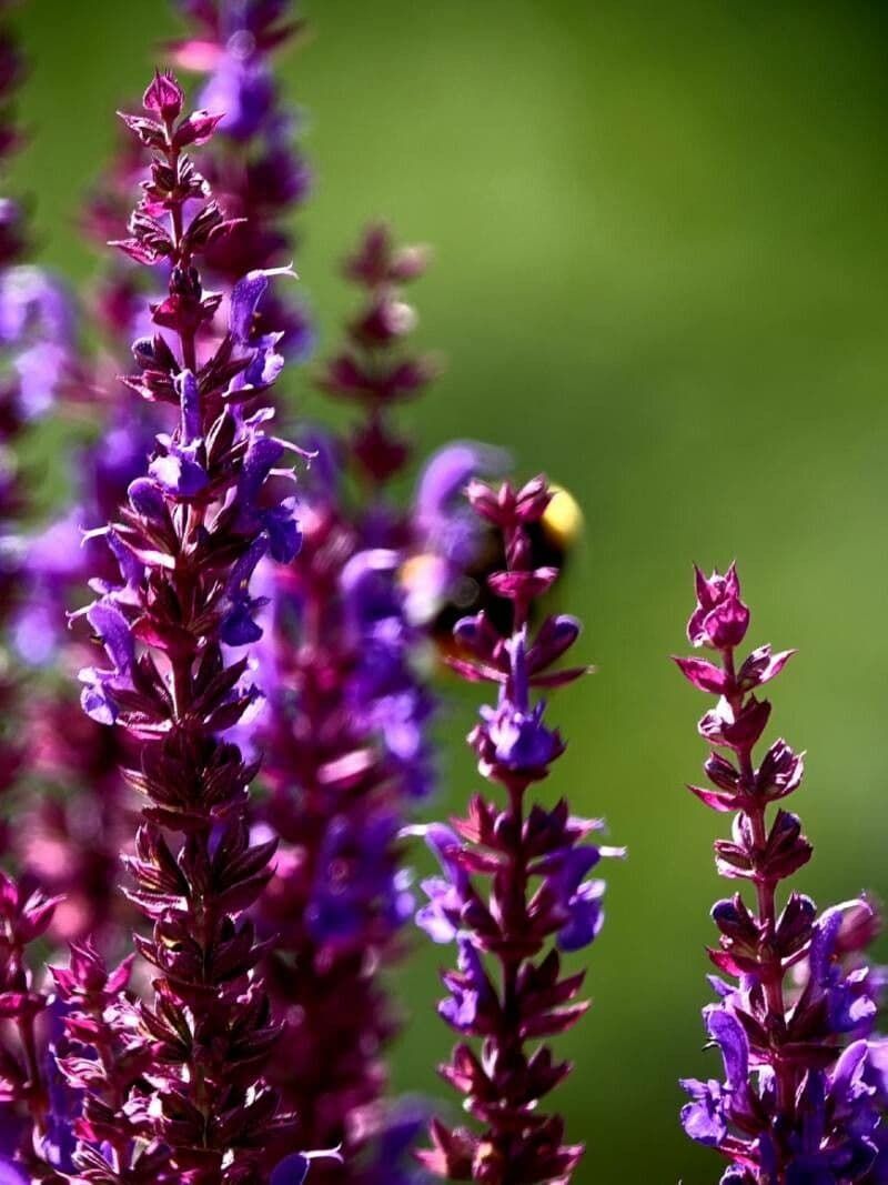 Salvia Nemorosa