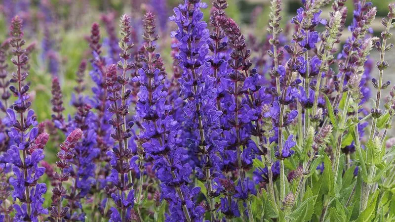 Salvia (Sage)