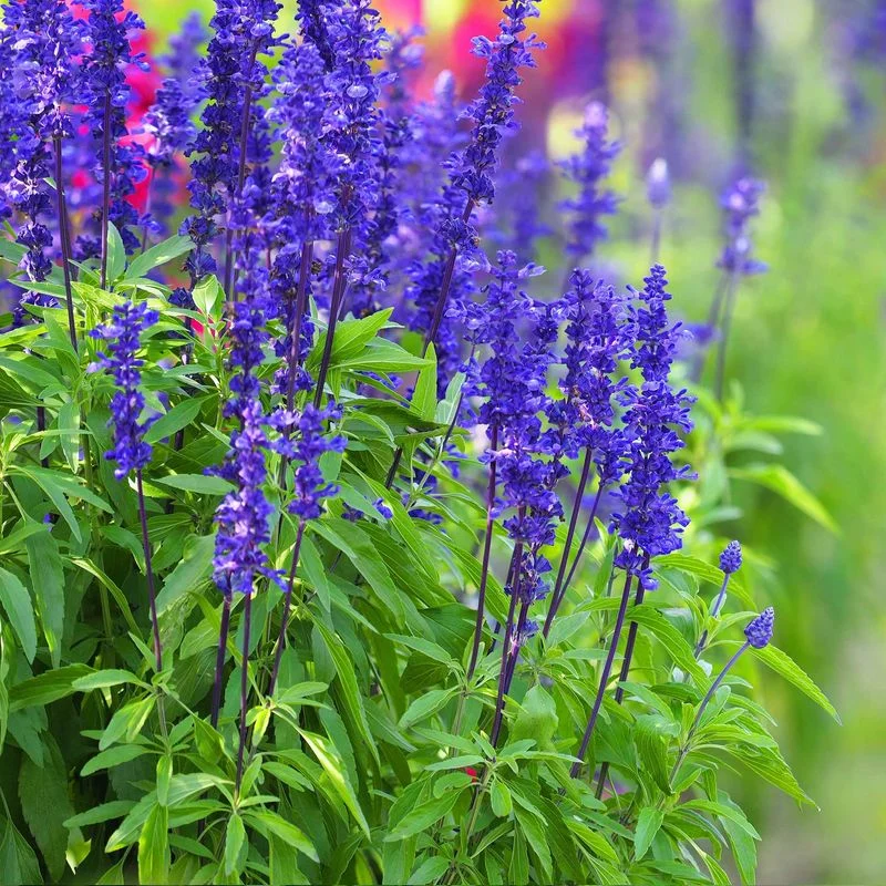 Salvia (Sage)