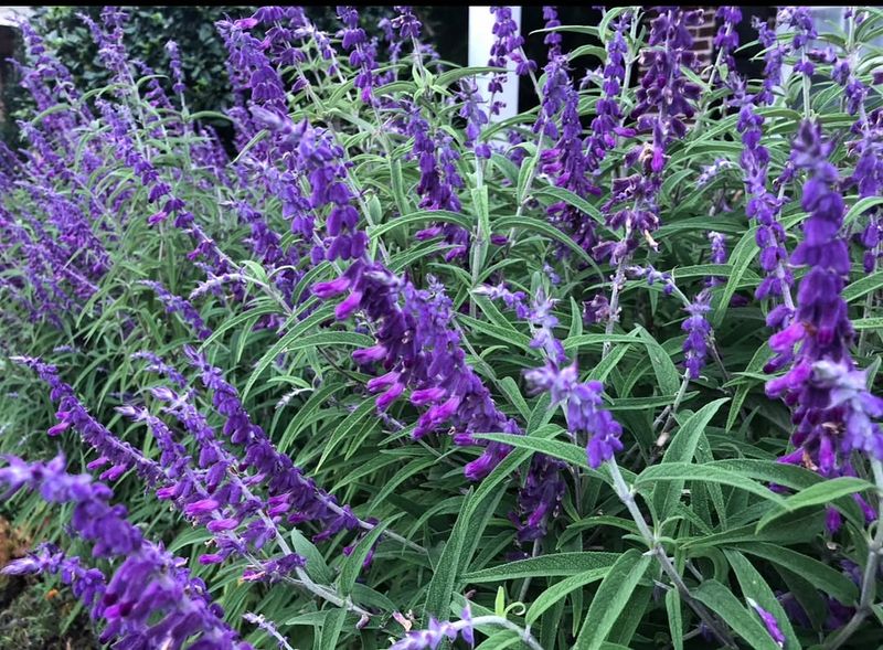 Salvia Symphony