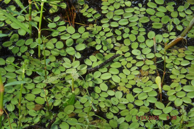 Salvinia Molesta (Giant Salvinia)