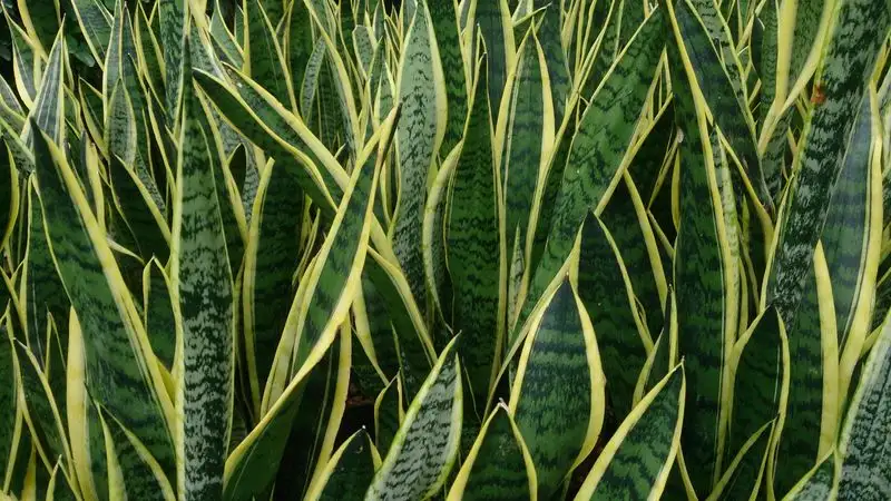 Sansevieria Trifasciata