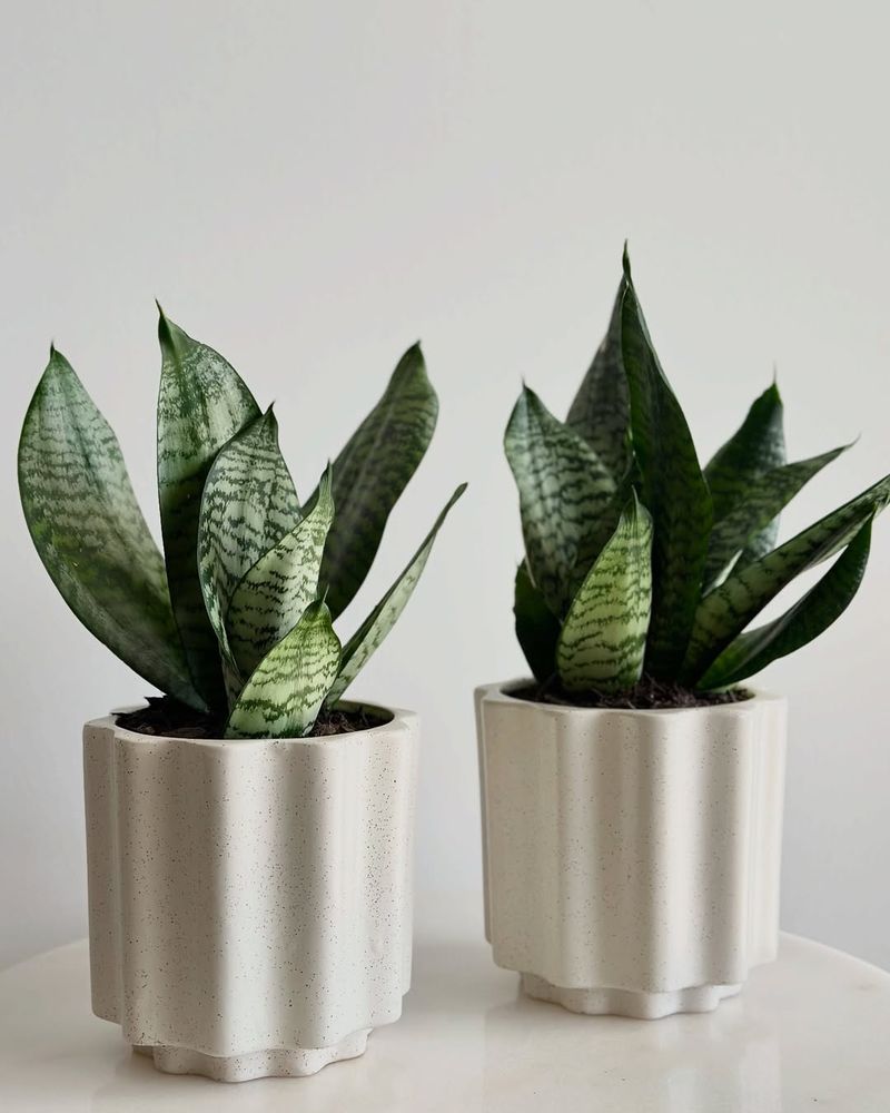 Sansevieria