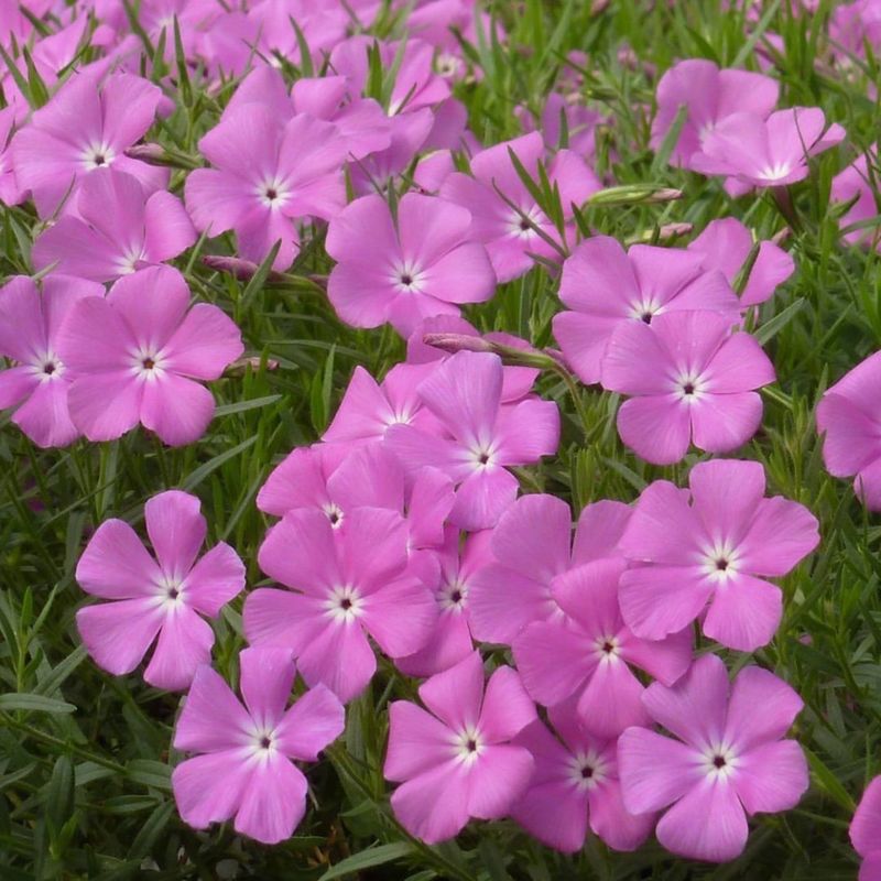 Santa Fe Phlox