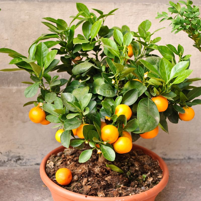 Satsuma Orange Tree