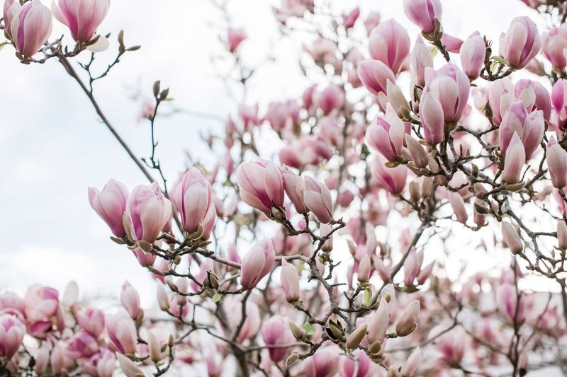 Saucer Magnolia