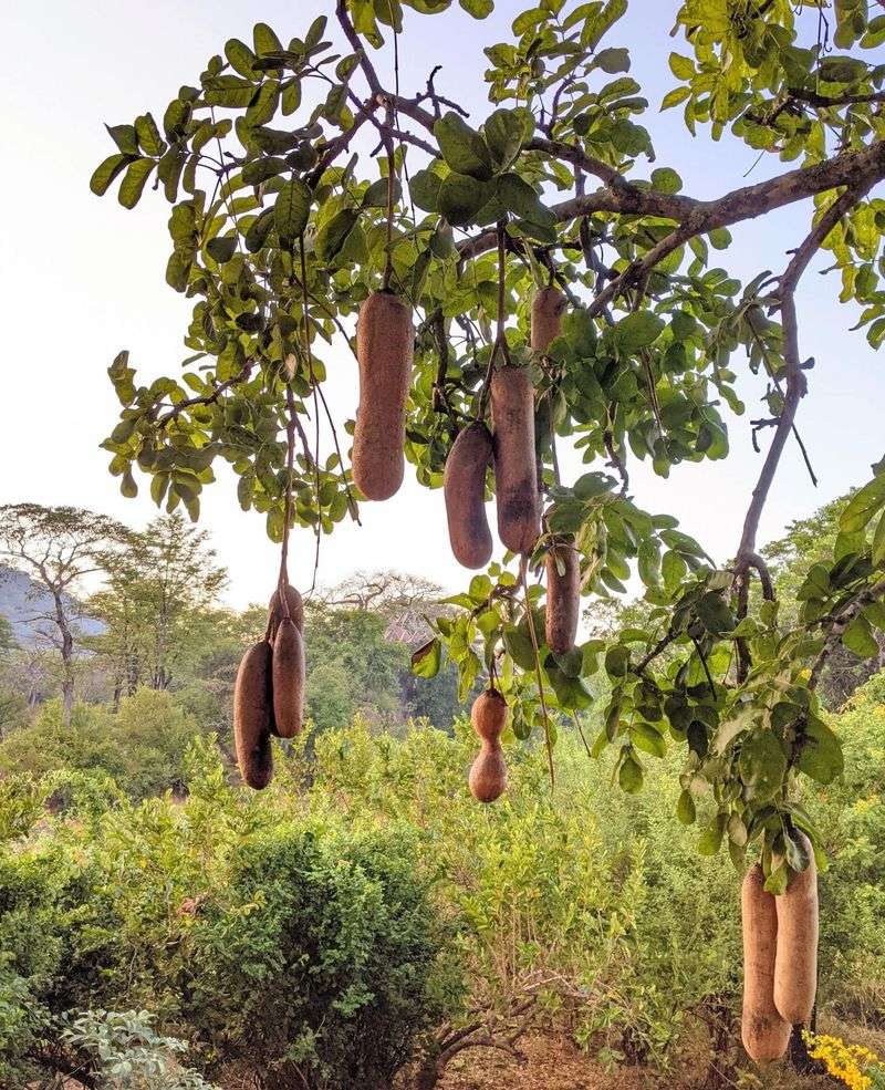 Sausage Tree