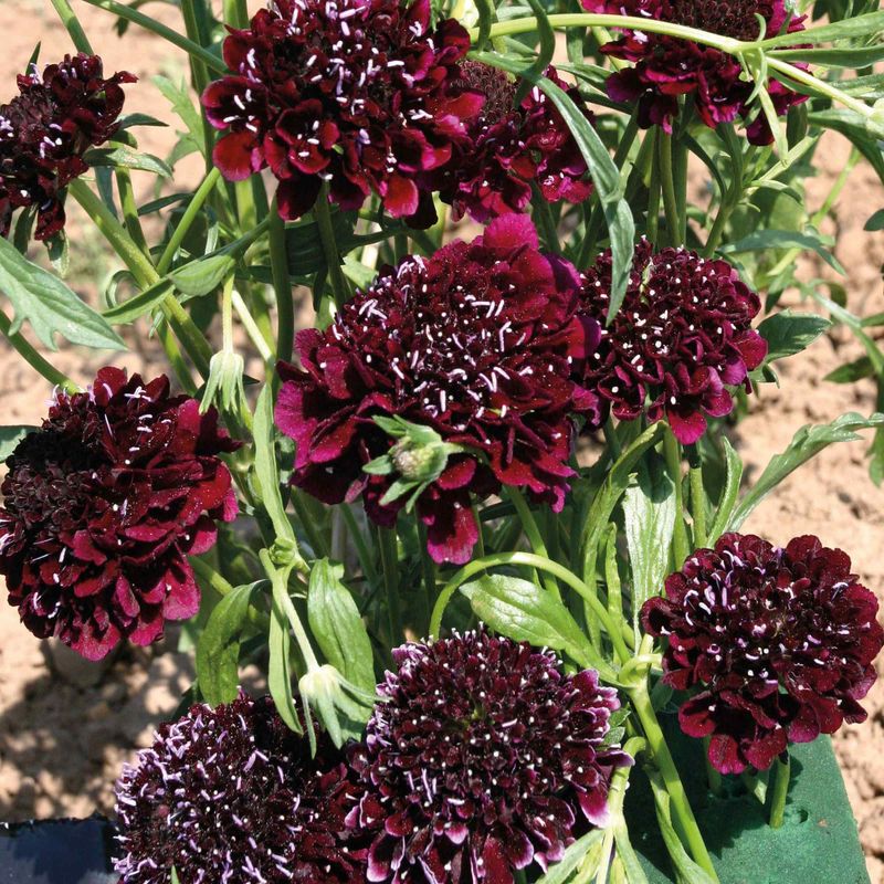 Scabiosa