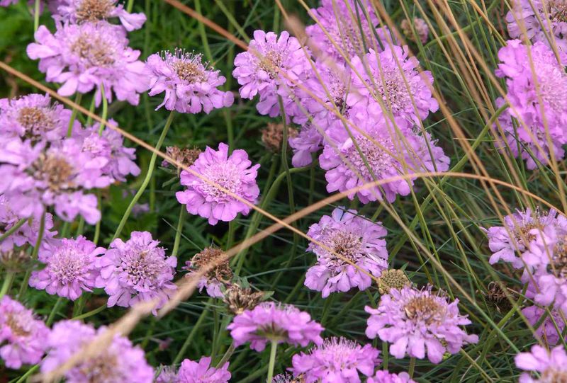 Scabiosa