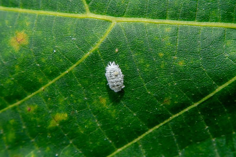 Scale Insects