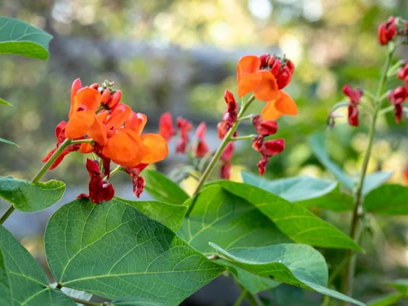 Scarlet Runner Beans