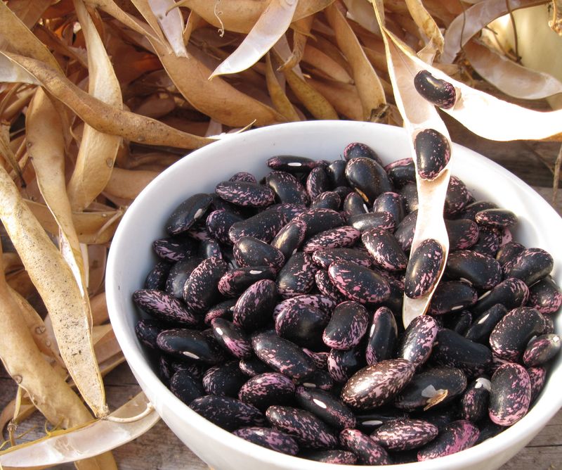 Scarlet Runner Beans