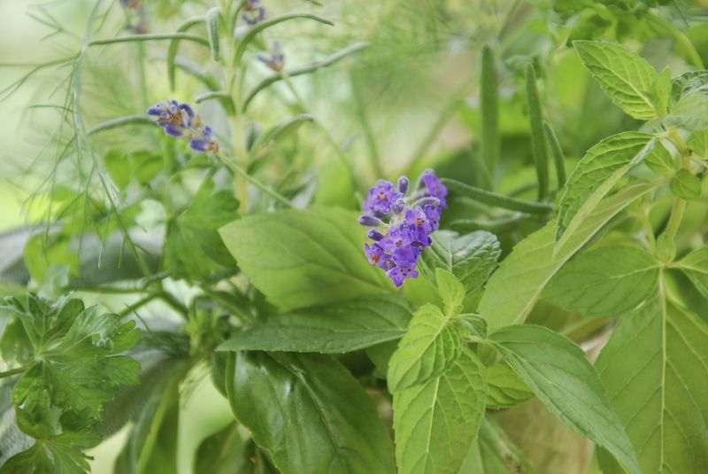 Scented Herbs