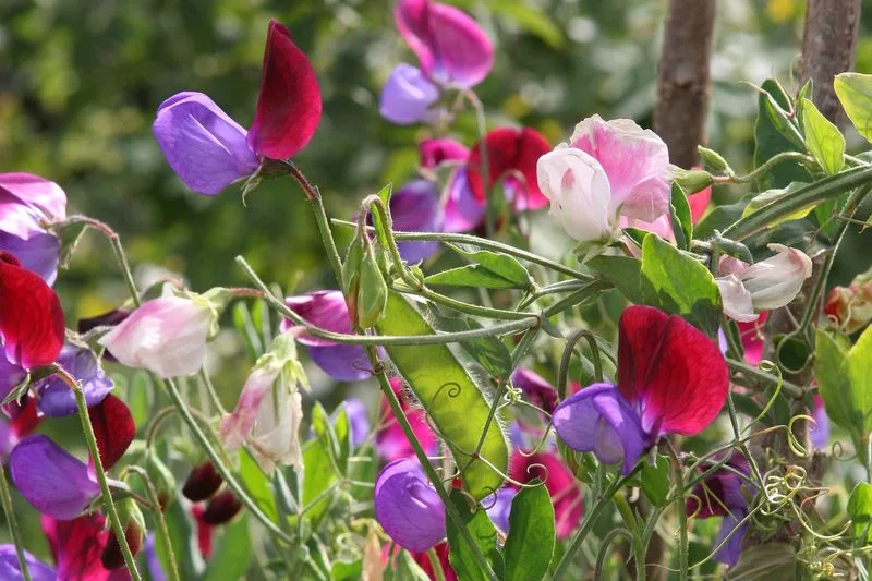 Scented Plants