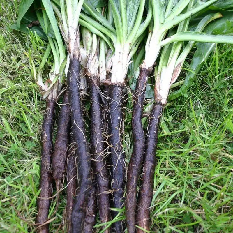 Scorzonera