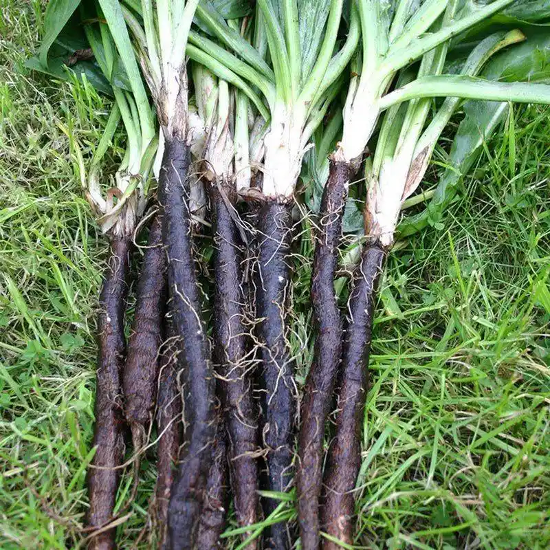 Scorzonera