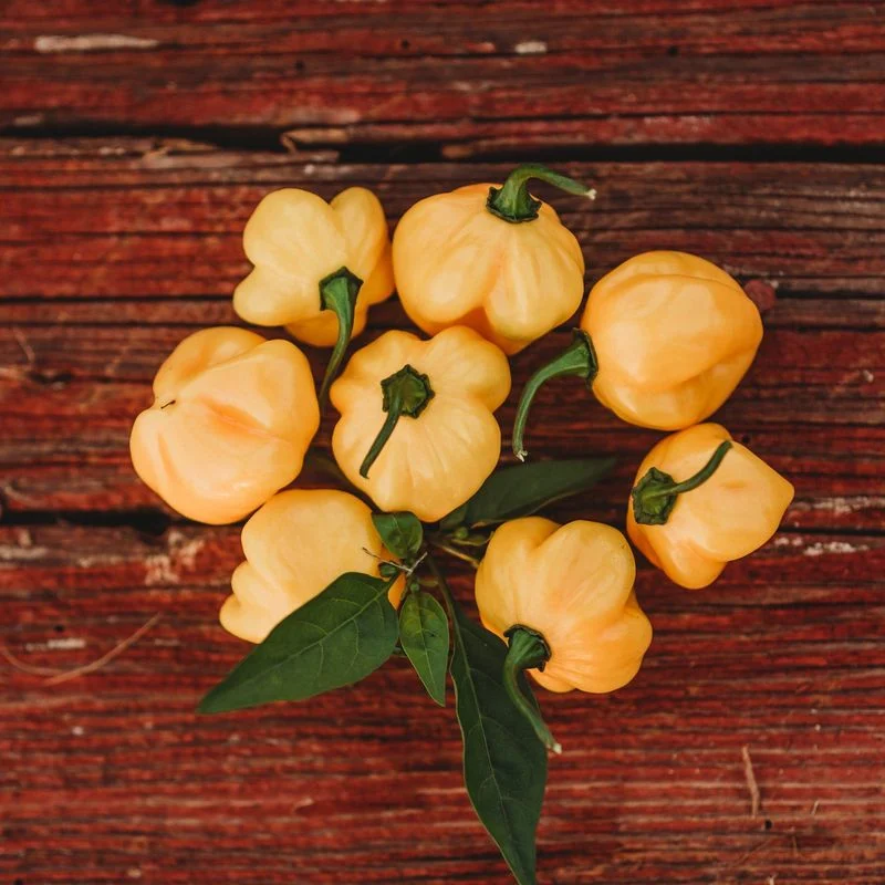 Scotch Bonnet