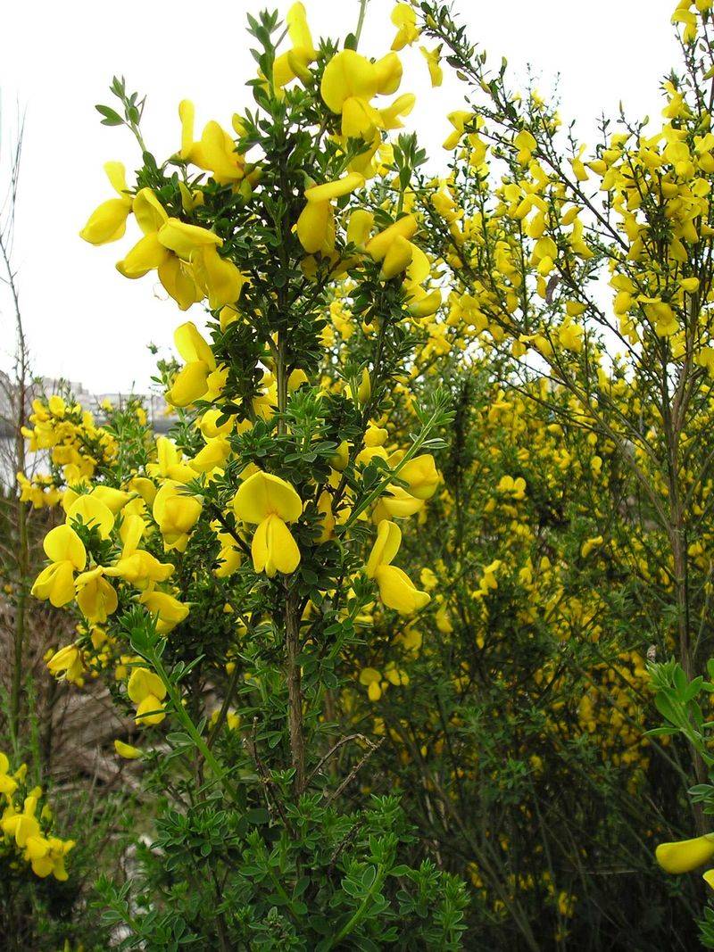 Scotch Broom