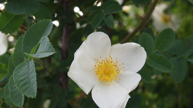 Scotch Rose