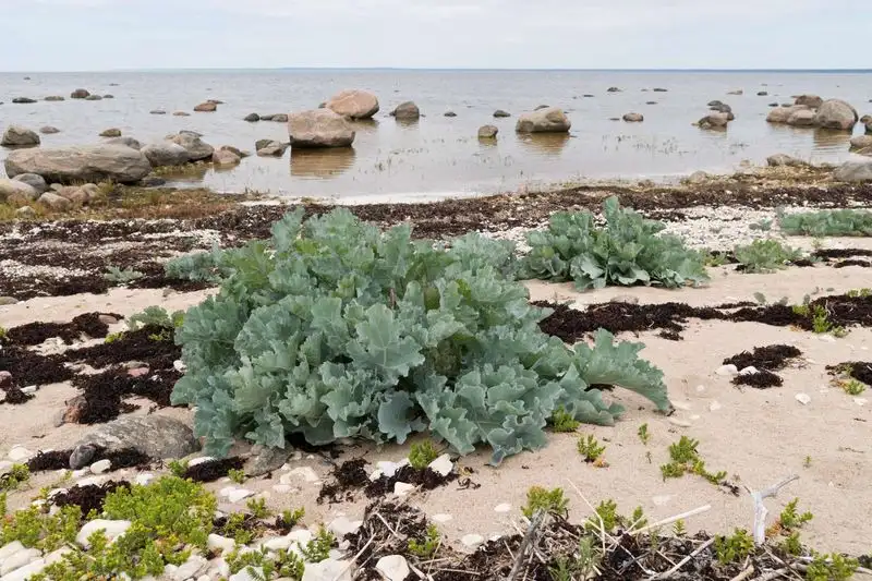 Sea Cabbage