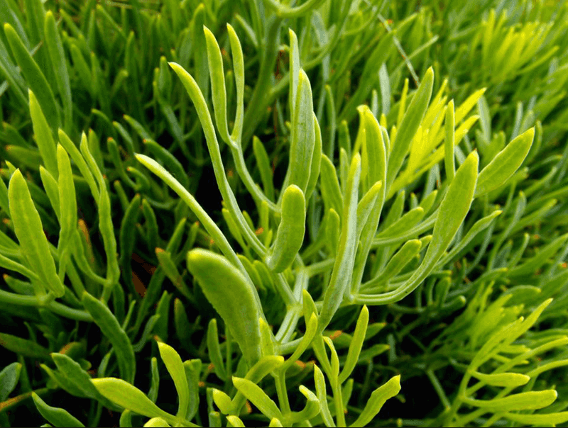 Sea Fennel