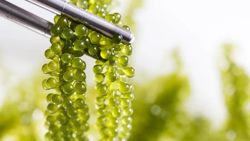 Sea Grapes