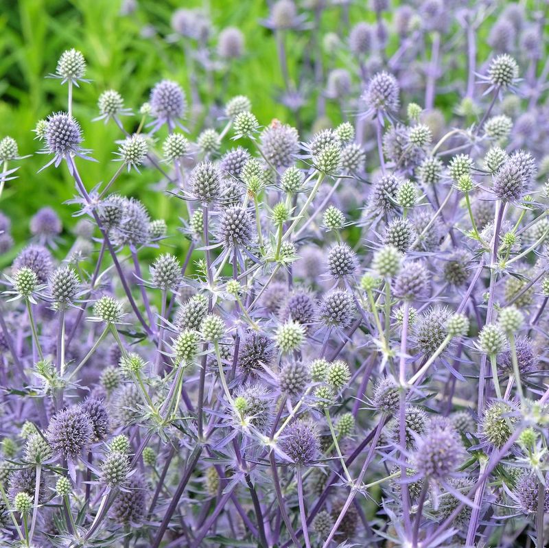 Sea Holly