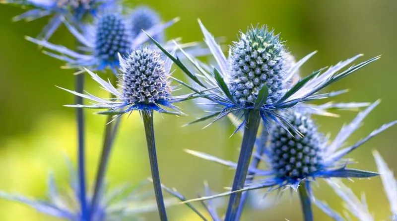 Sea Holly