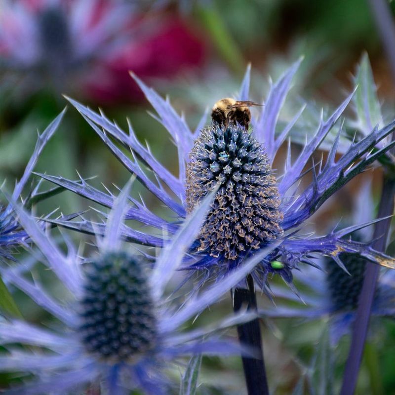 Sea Holly