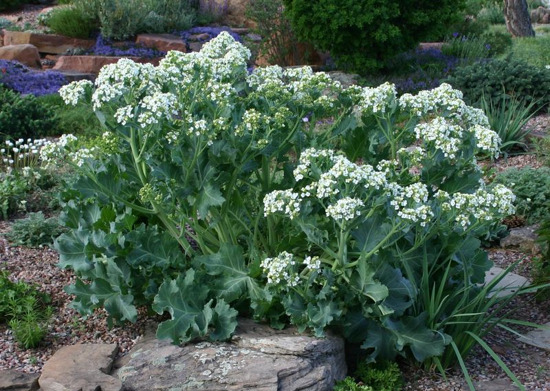 Sea Kale