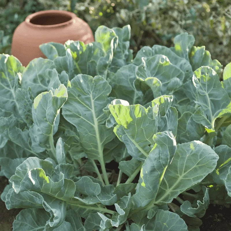 Sea Kale