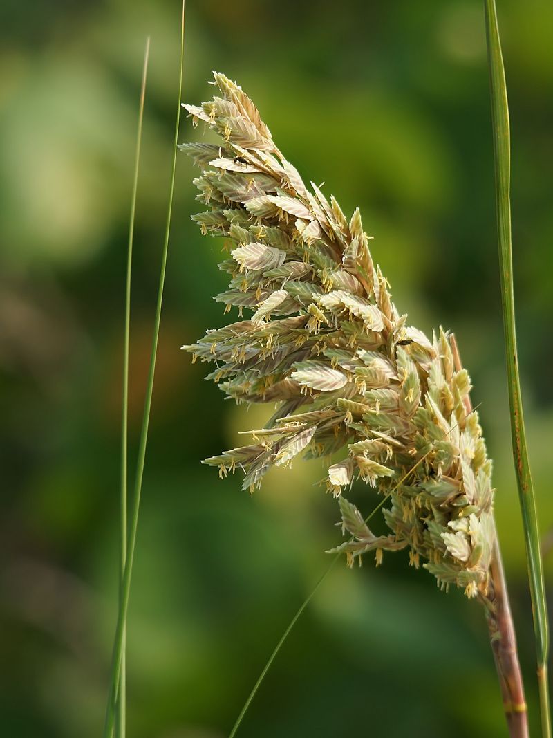 Sea Oats