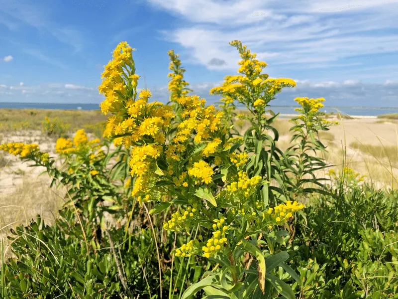 Seaside Goldenrod