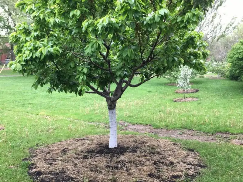 Seasonal Clean-Up