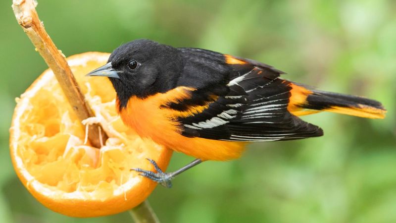 Seasonal Food Offerings