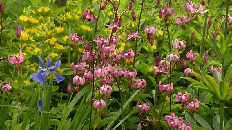 Seasonal Planting Strategies