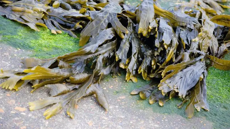 Seaweed