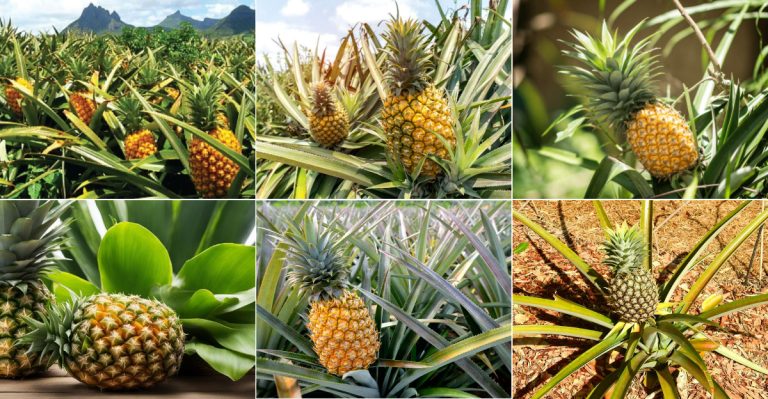 Secrets No One Tells You About Growing Pineapples at Home