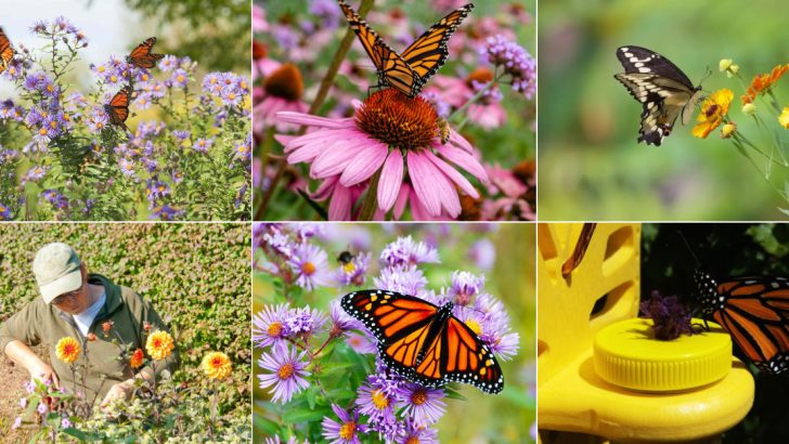 16 Secrets to Watching More Butterflies in Your Garden This Spring