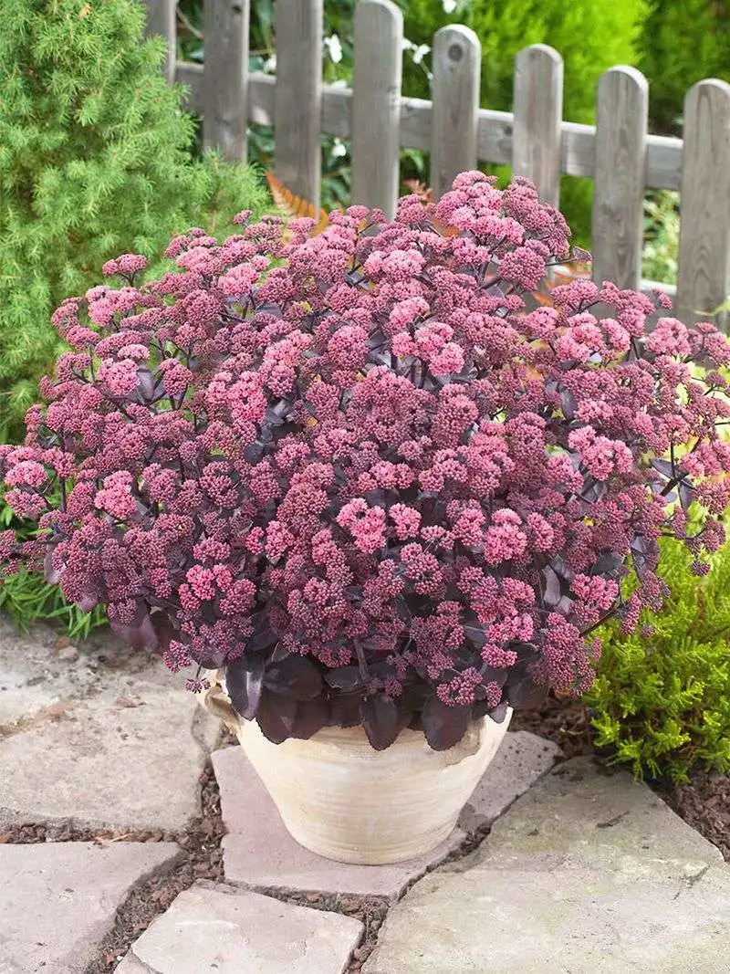 Sedum