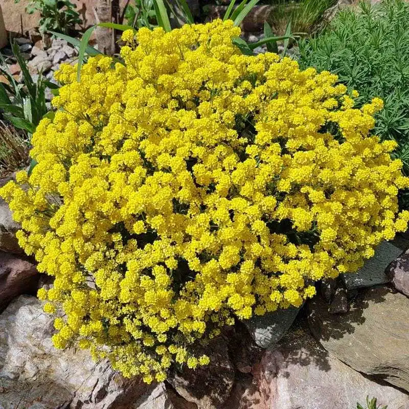 Sedum Acre