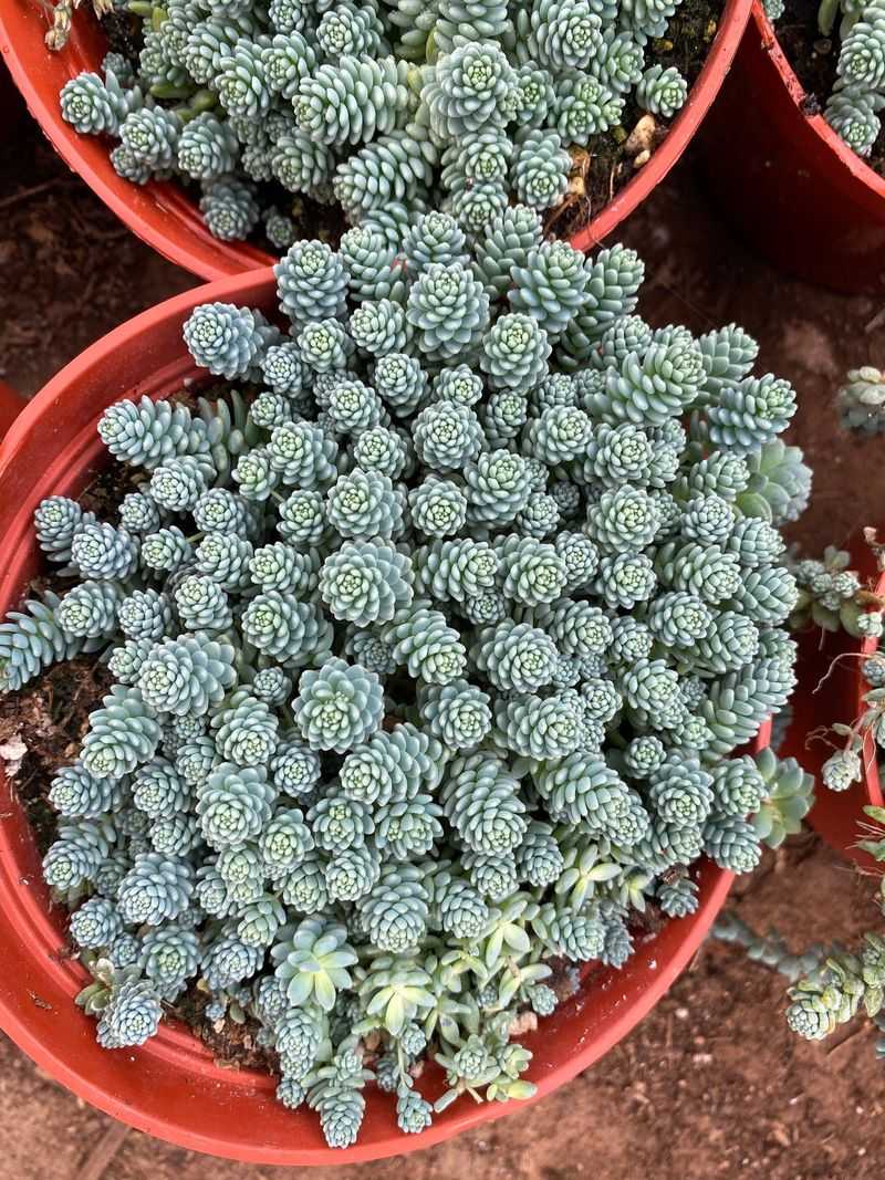 Sedum Dasyphyllum