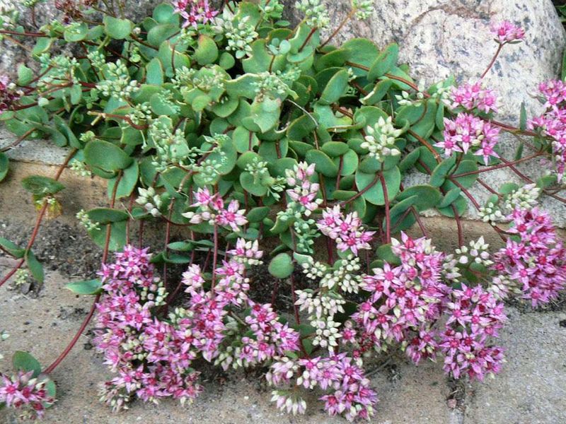 Sedum Ewersii