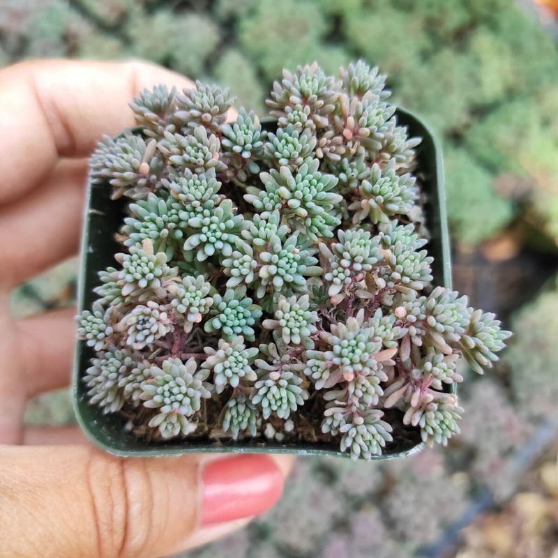 Sedum Hispanicum