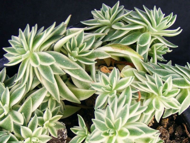 Sedum Lineare